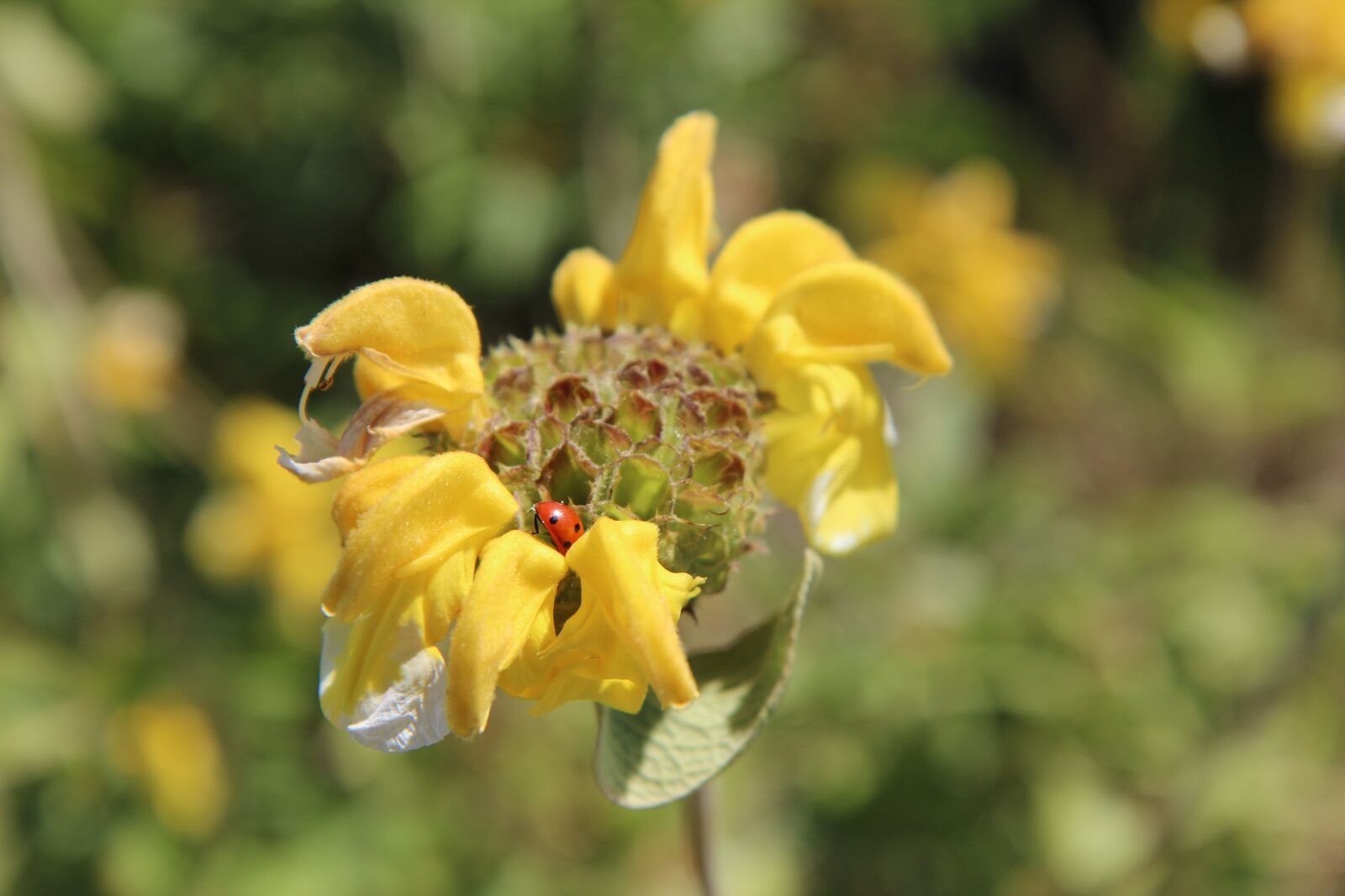 Canon EOS 600D (Rebel EOS T3i / EOS Kiss X5) sample photo. Yellow flower, flowering, nature photography