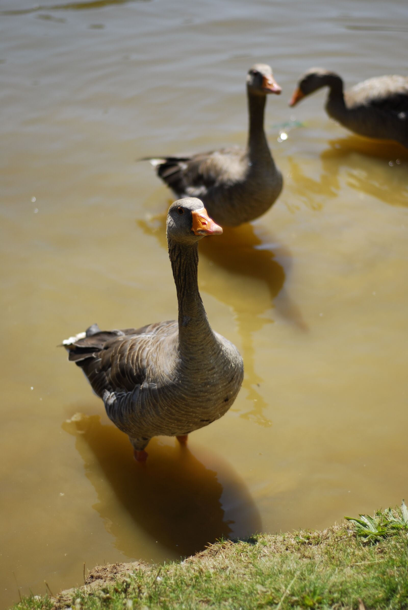 Nikon D200 sample photo. Geese, water, pond photography