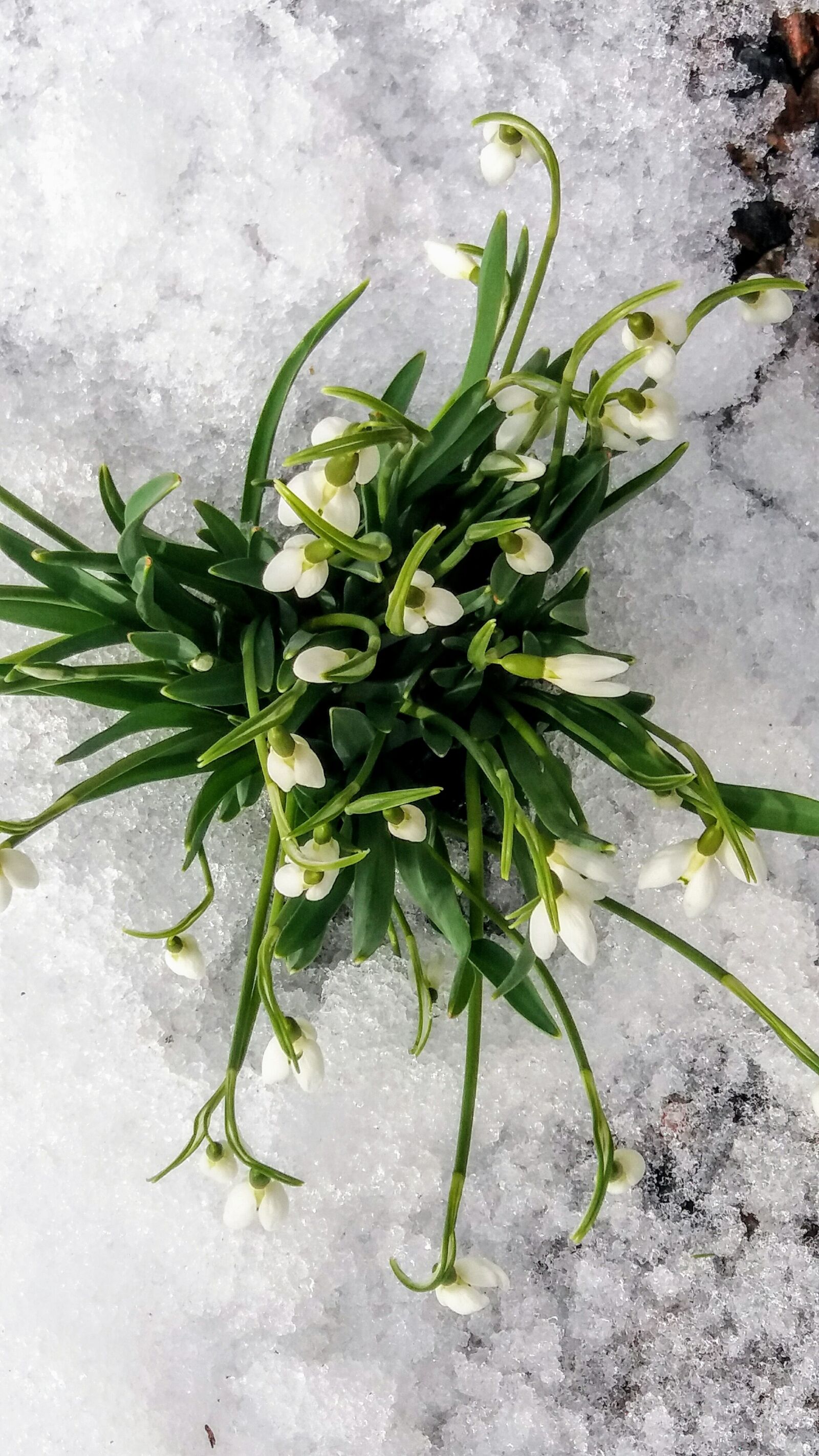 Samsung Galaxy J5 sample photo. Snowdrops, spring photography