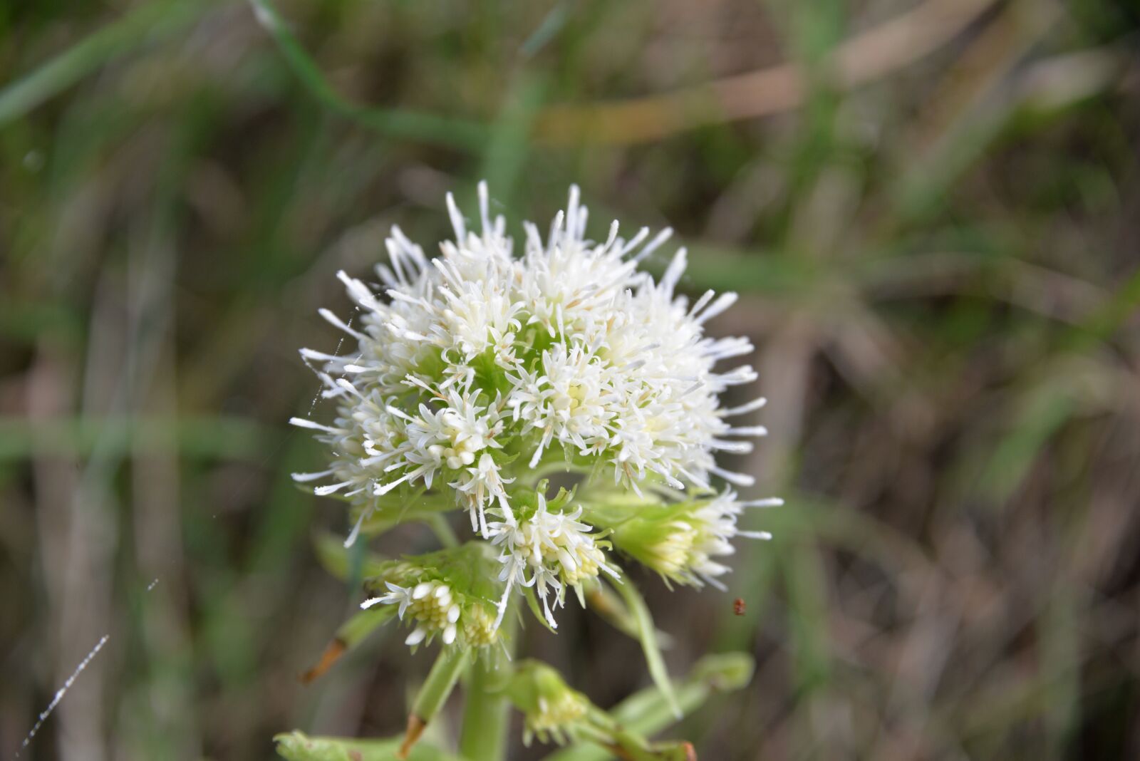 Nikon D610 sample photo. Grassland plants, butterbur, blossom photography