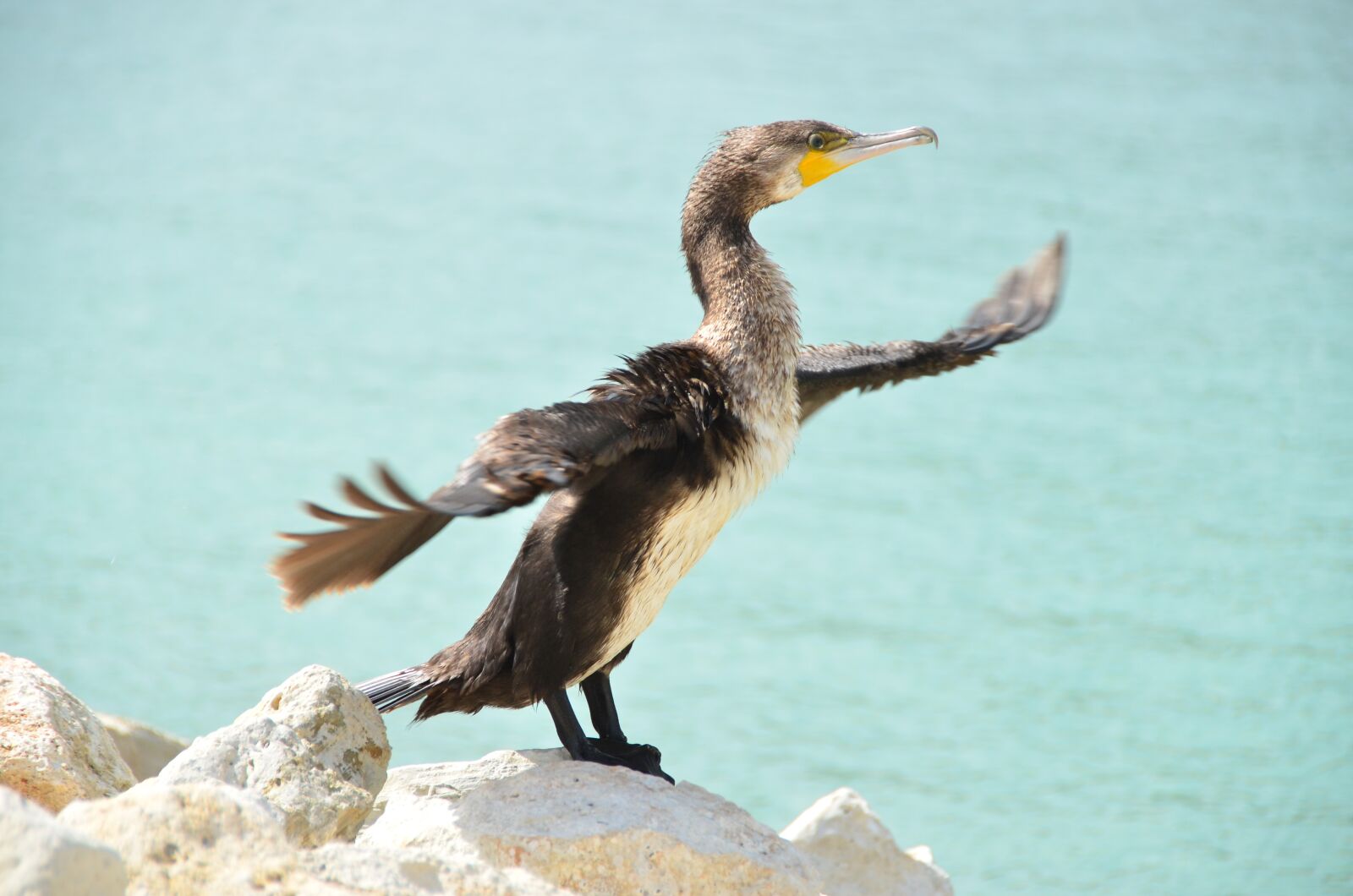 Nikon D7000 sample photo. Kerguelen shag, cormorant, sea photography