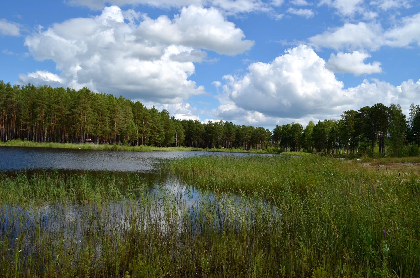 Nikon D5100 sample photo. Lake, forest, pine photography