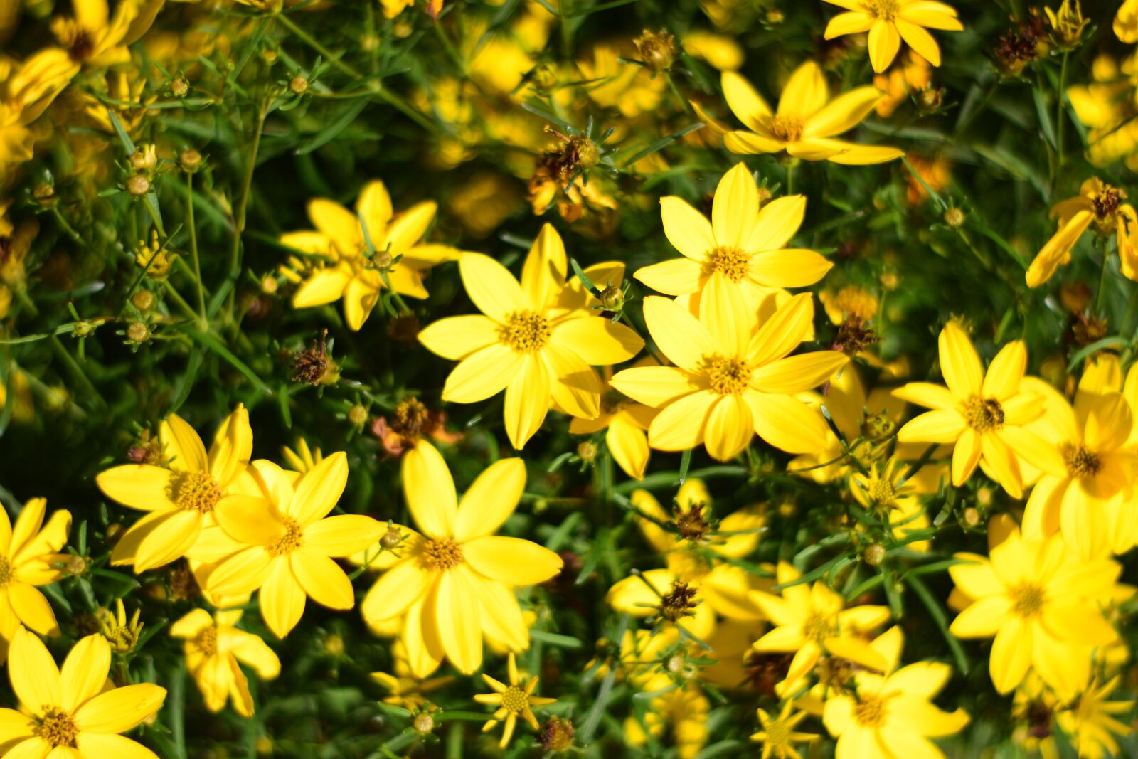 Nikon D5600 sample photo. Yellow flowers, bloom, blossom photography