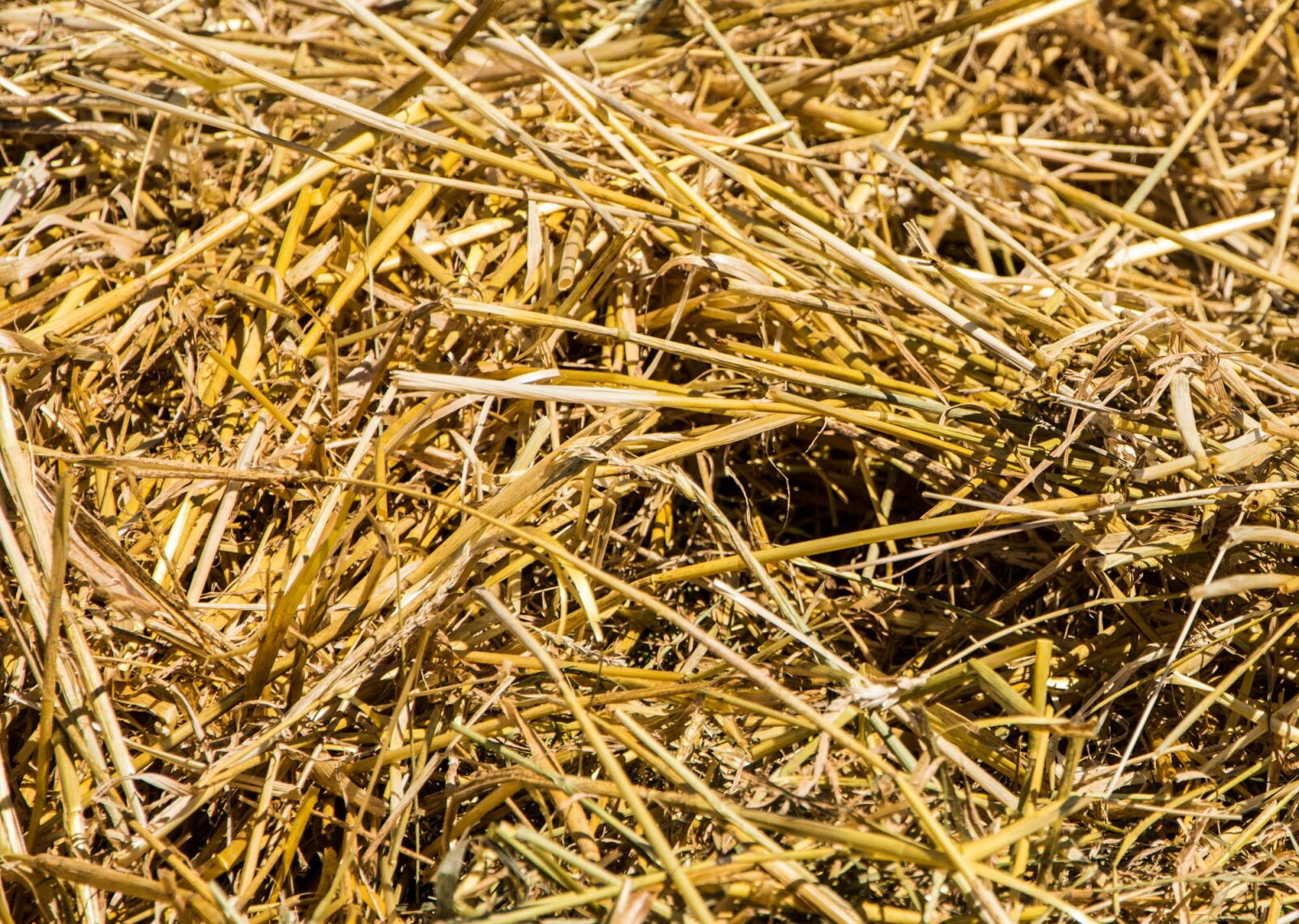 Nikon D7200 sample photo. Straw, hay, summer photography