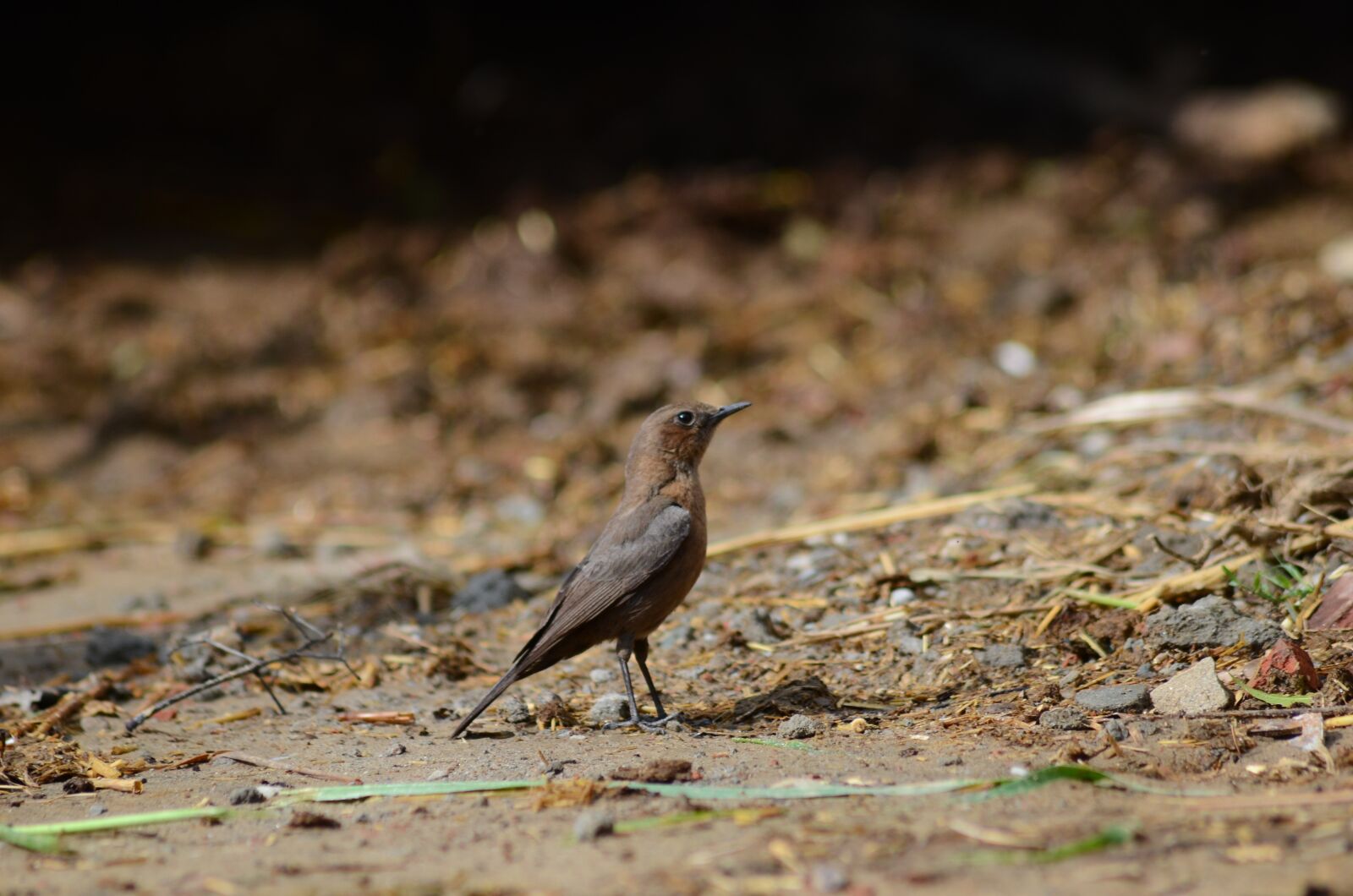 Nikon D7000 sample photo. Bird, nature, feather photography