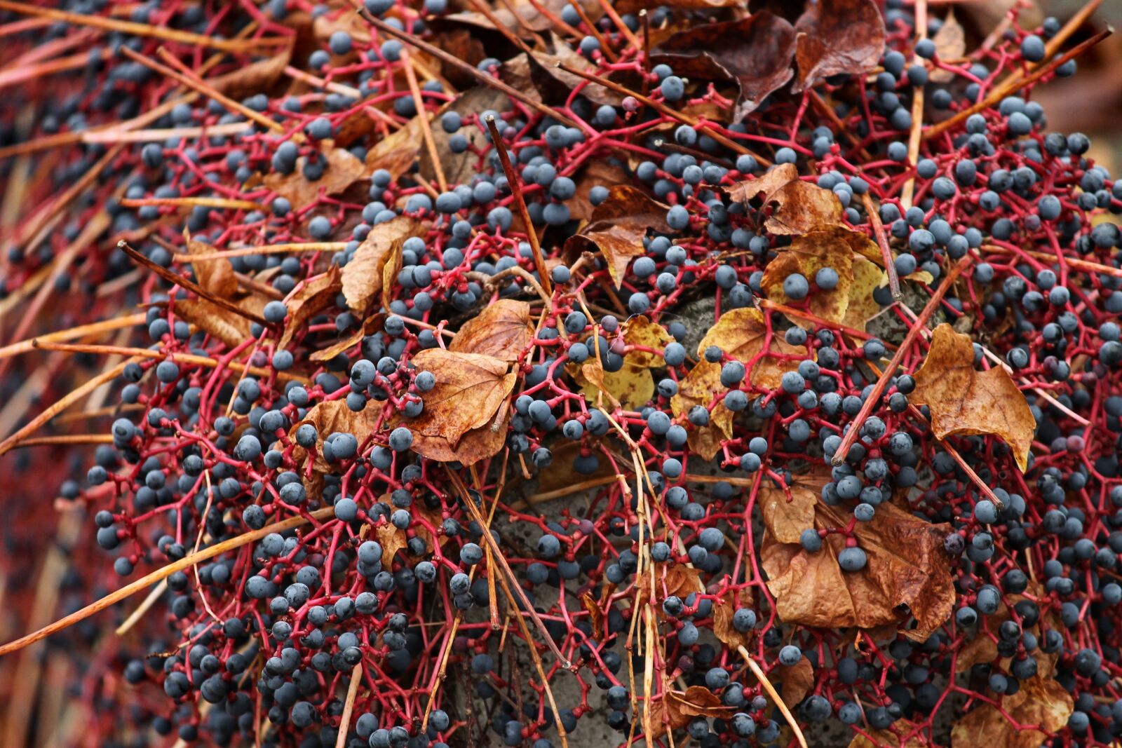 Canon EOS 1100D (EOS Rebel T3 / EOS Kiss X50) sample photo. Wine partner, parthenocissus quinquefolia photography