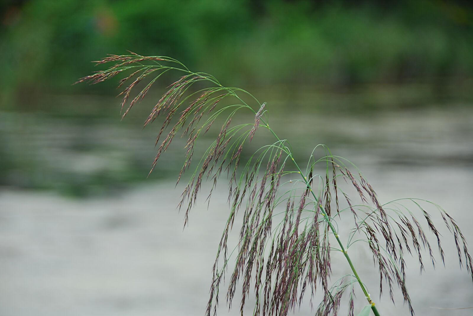 Nikon D80 sample photo. Grass, plant, nature photography
