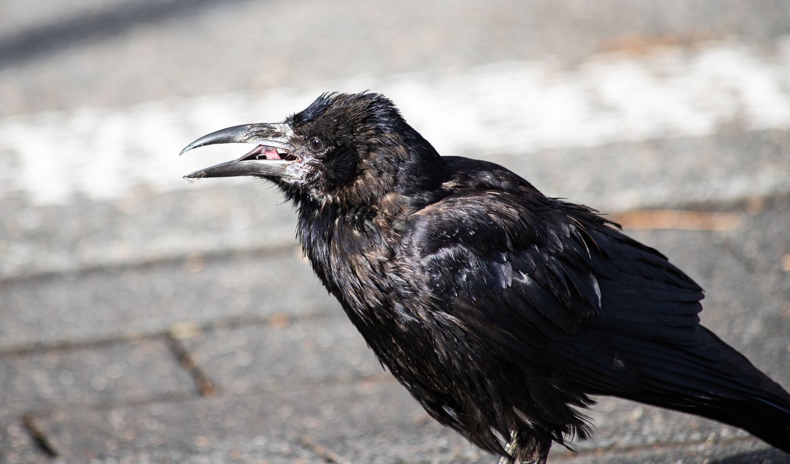 Canon EF 70-300mm F4-5.6 IS USM sample photo. Raven, jackdaw, crow photography