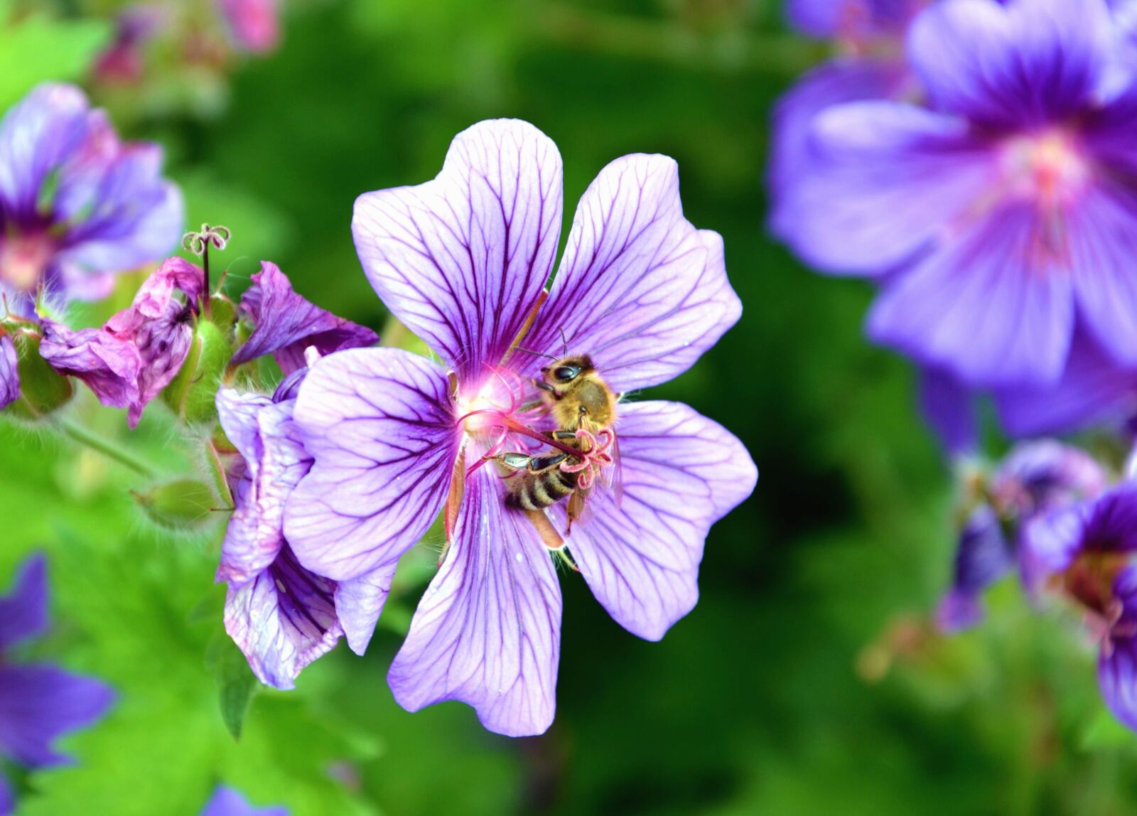 Nikon D5100 sample photo. Bee, honey, flower, insect photography