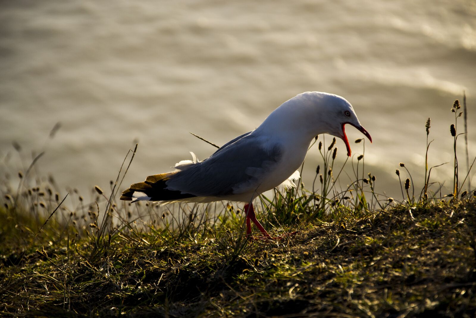 Nikon D3100 sample photo. Seagull, gull, bird photography