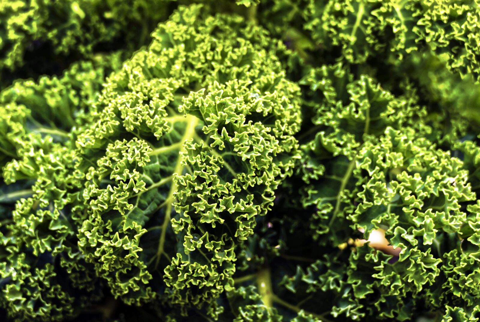 Panasonic Lumix DMC-FZ1000 sample photo. Kale, brown cabbage, krauskohl photography