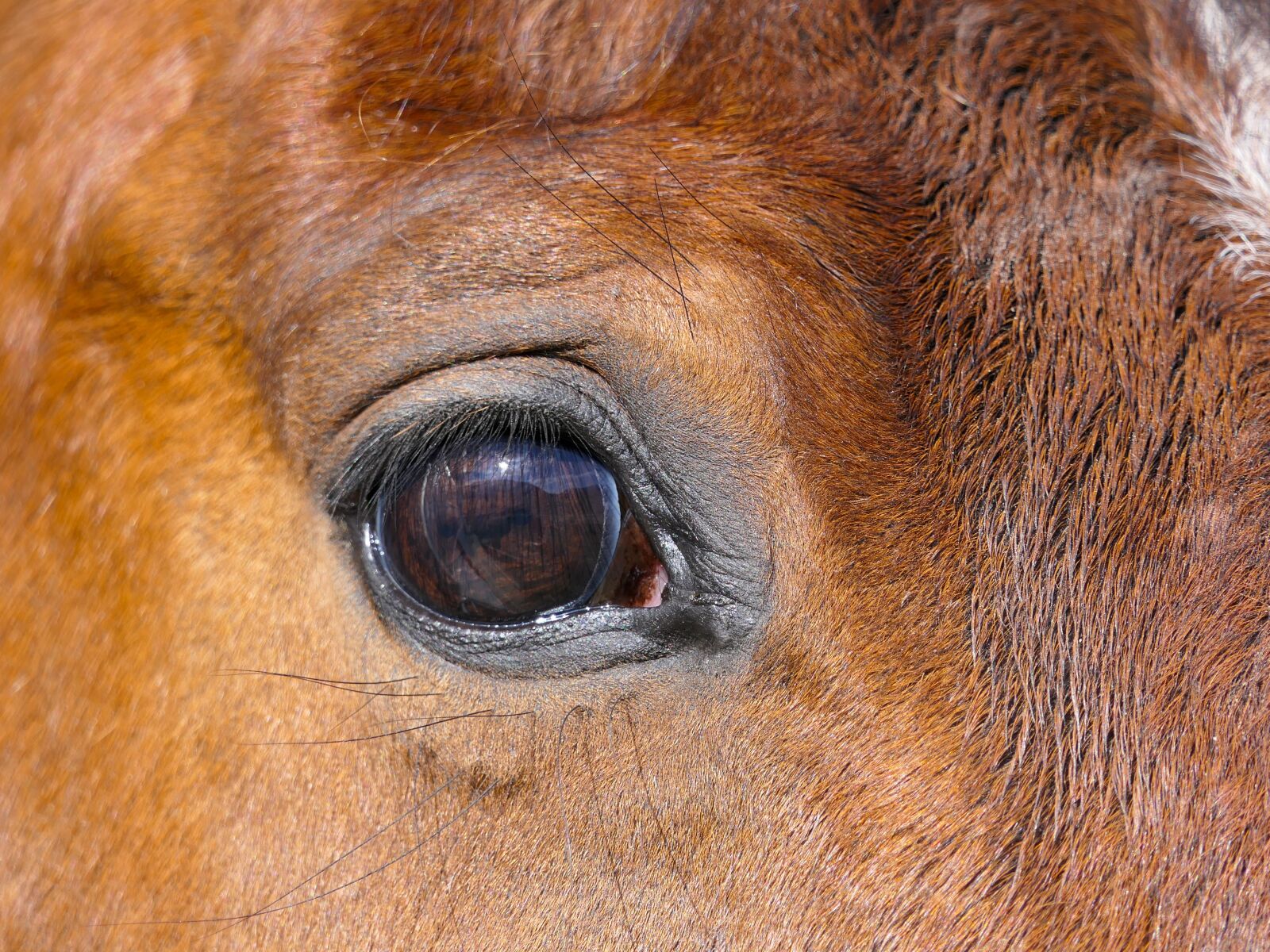Panasonic Lumix DMC-FZ2500 (Lumix DMC-FZ2000) sample photo. Horse, eye, close-up photography
