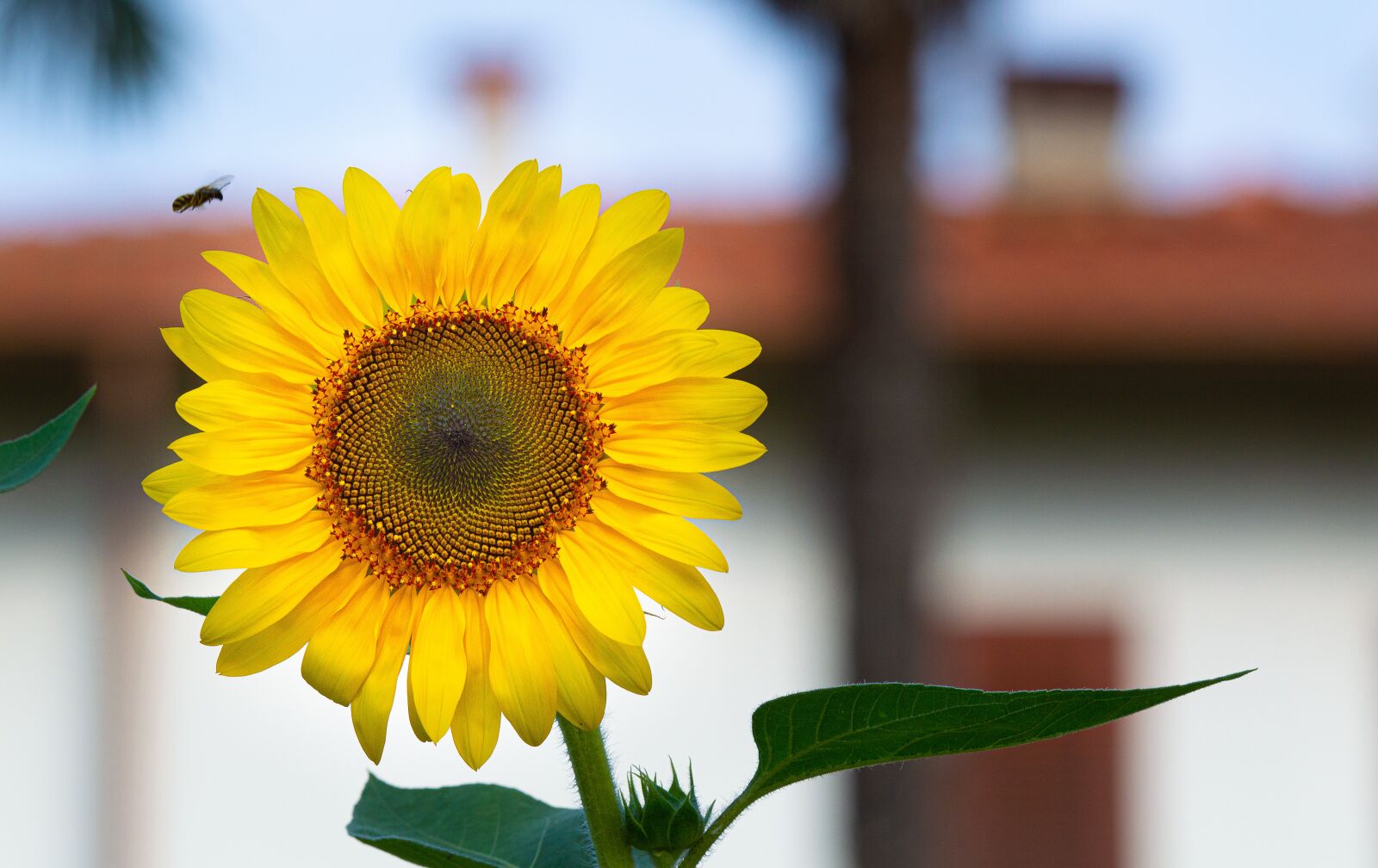 TAMRON SP 180mm F3.5 Di MACRO 1:1 B01N sample photo. Sunflower, flowers, nature photography