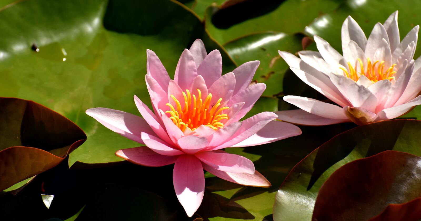 Nikon D7200 sample photo. Water lily, plant, aquatic photography