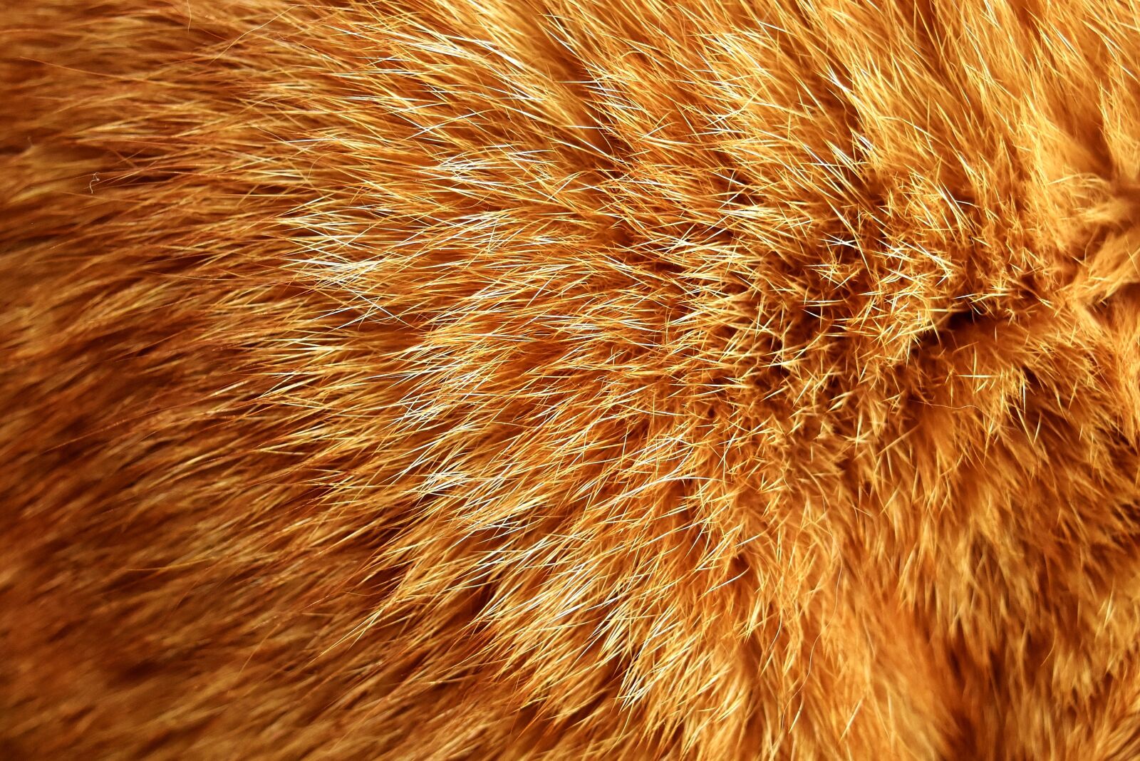Nikon D7200 sample photo. Cat fur, cat, mackerel photography