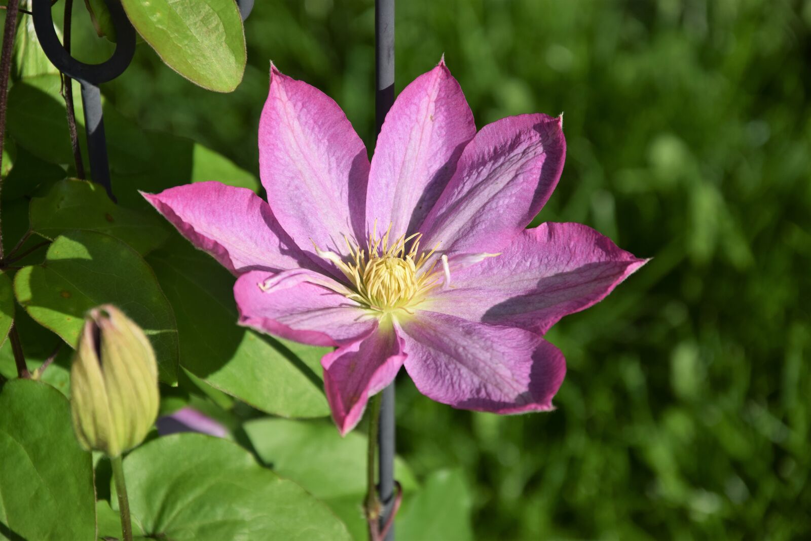 Nikon D5300 sample photo. Clematis, spring, flower photography