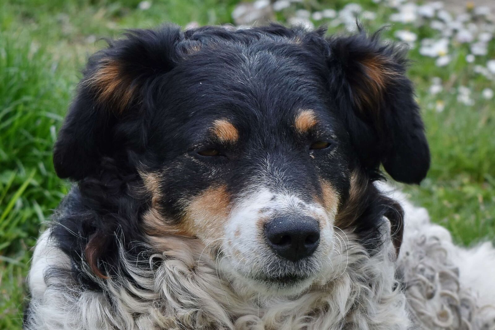 Nikon D5500 sample photo. Head, scottish sheepdog, sheepdog photography