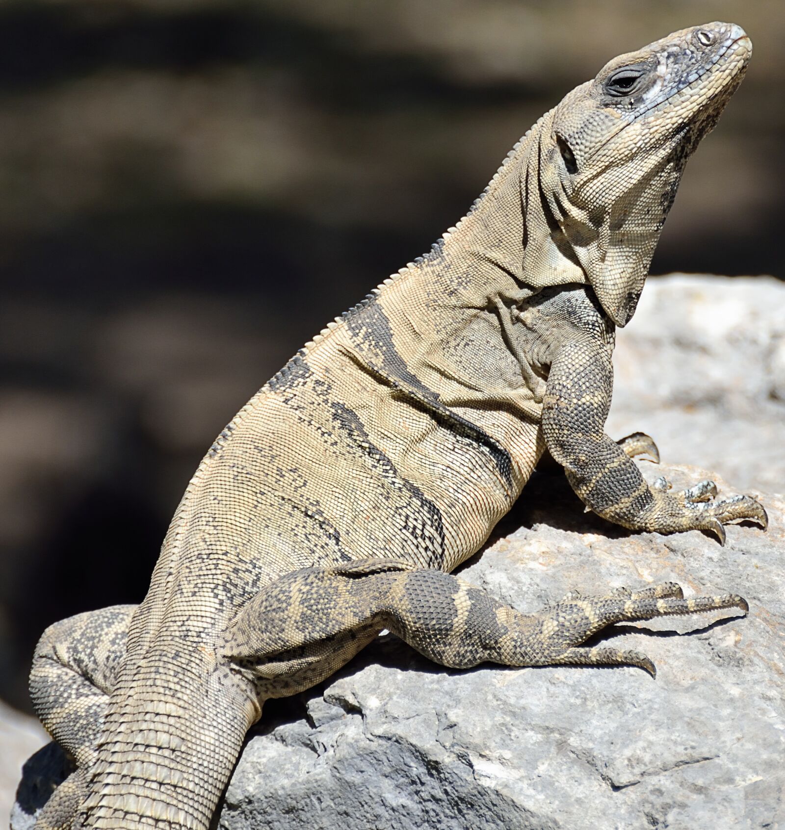 Nikon D7000 sample photo. Central america, mexico, iguana photography