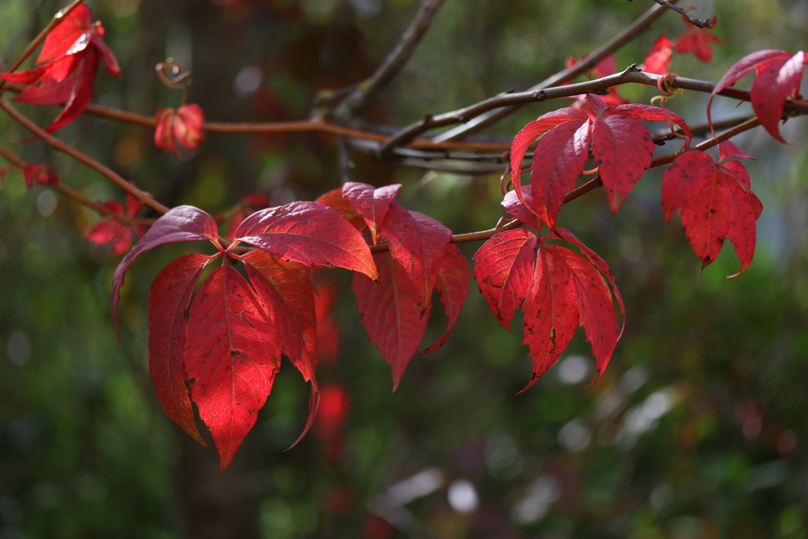 Canon EF-S 60mm F2.8 Macro USM sample photo. Leaves, red, autumn photography