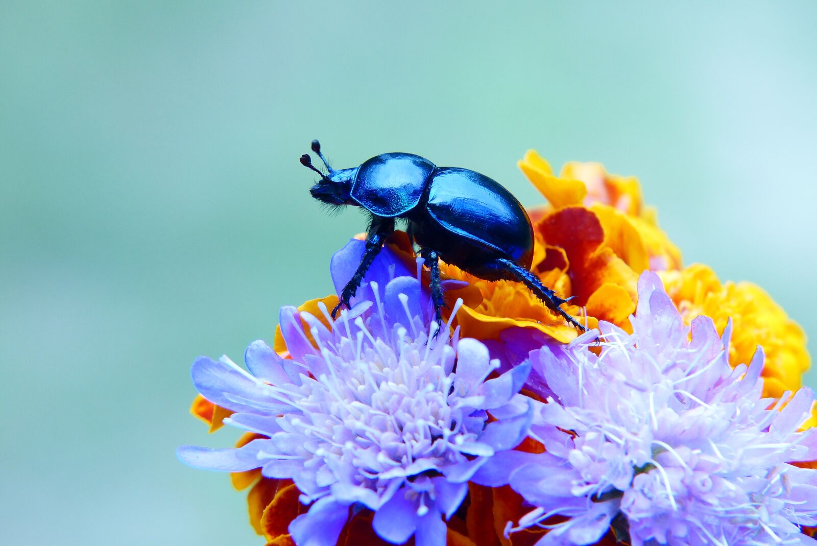 Panasonic Lumix DMC-FZ200 sample photo. Forest beetle, insect, bouquet photography