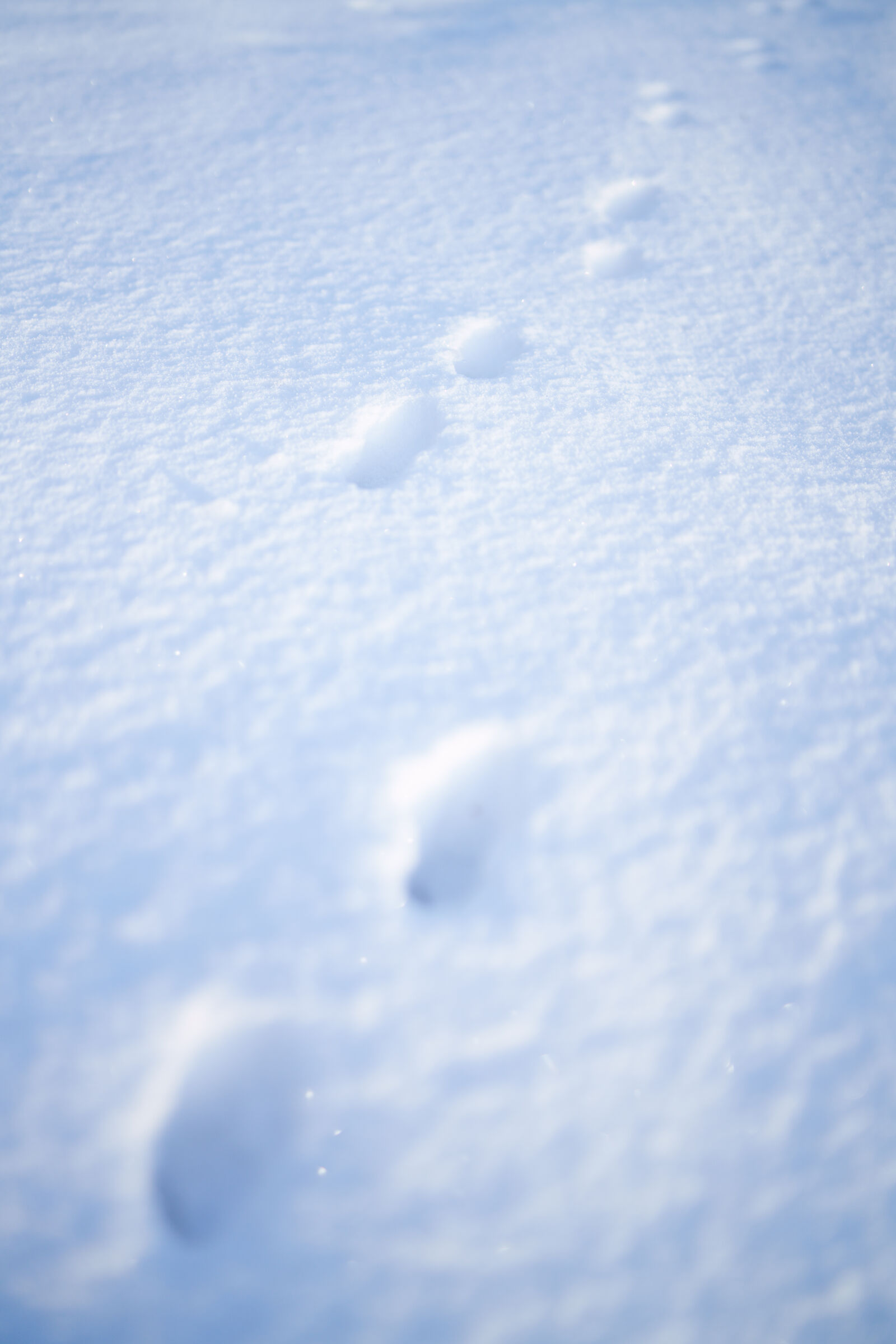 Samyang AF 35mm F1.4 P sample photo. Snow tracks photography
