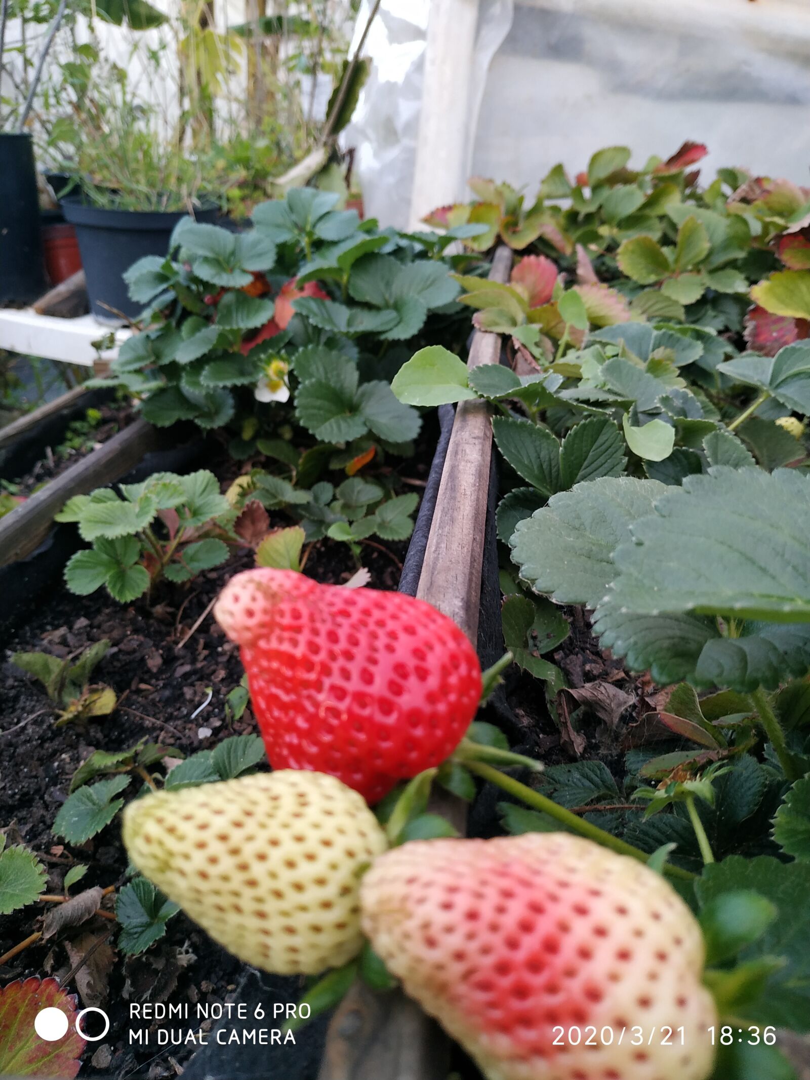 Xiaomi Redmi Note 6 Pro sample photo. Strawberries, strawberry, fruit photography