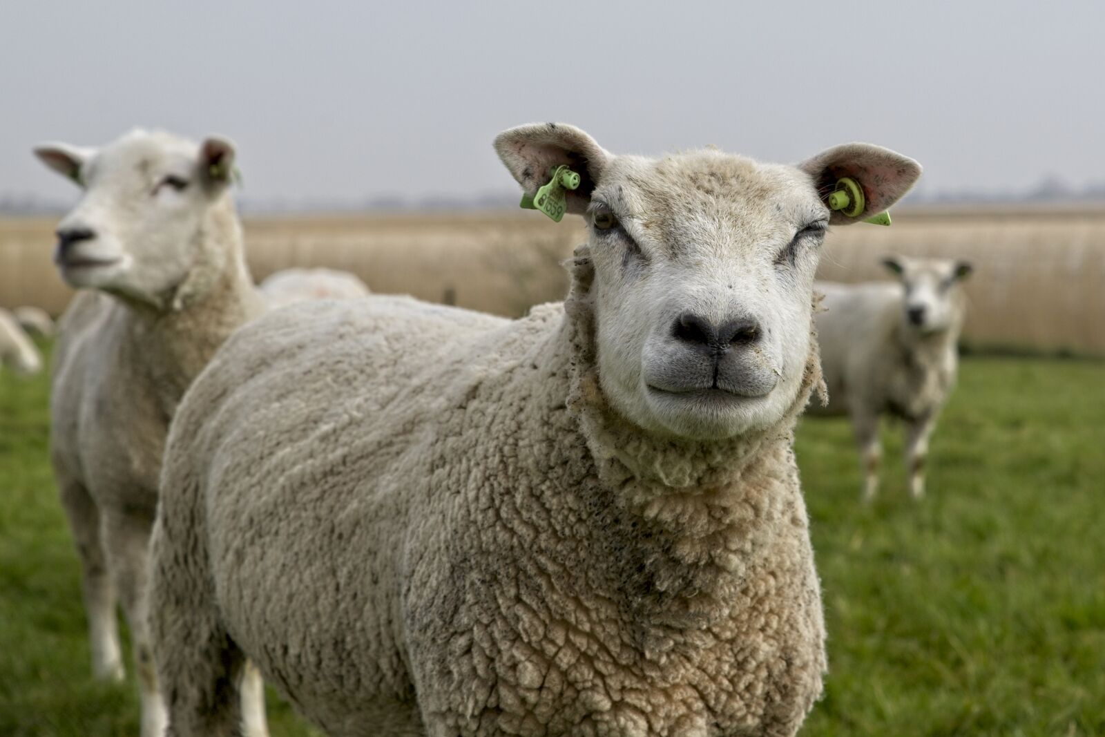 Canon EOS 6D Mark II sample photo. Sheep, lambs, herd photography