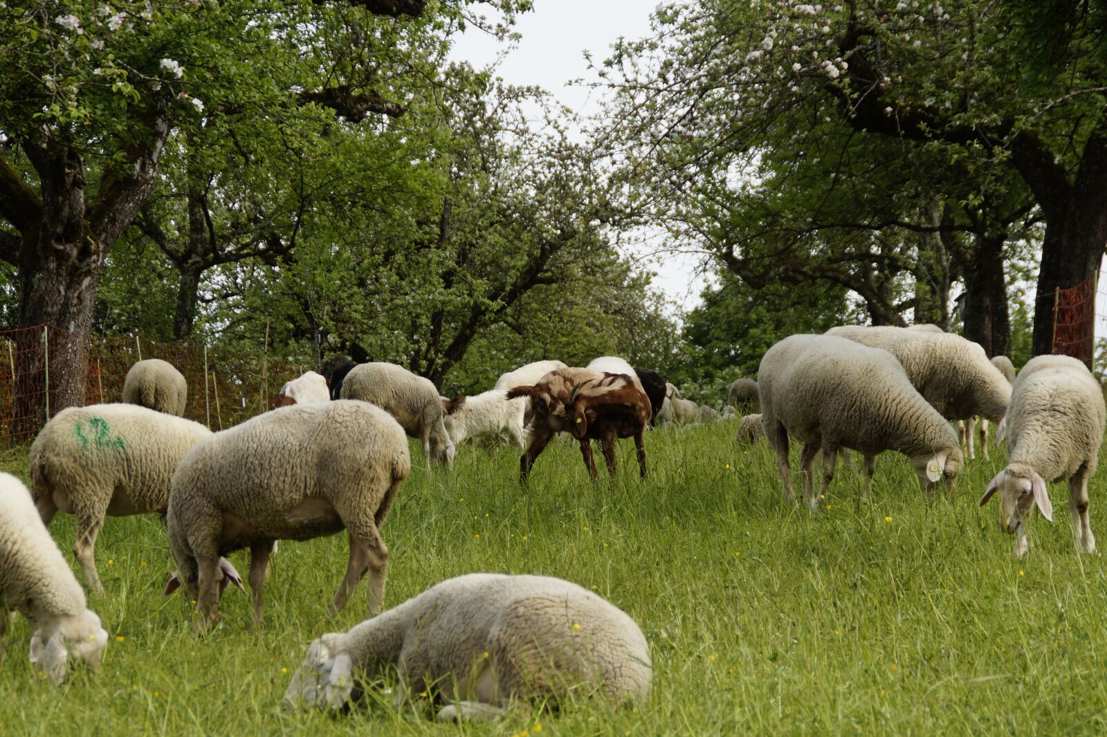 Sony SLT-A58 sample photo. Sheep, sheep pasture, orchards photography