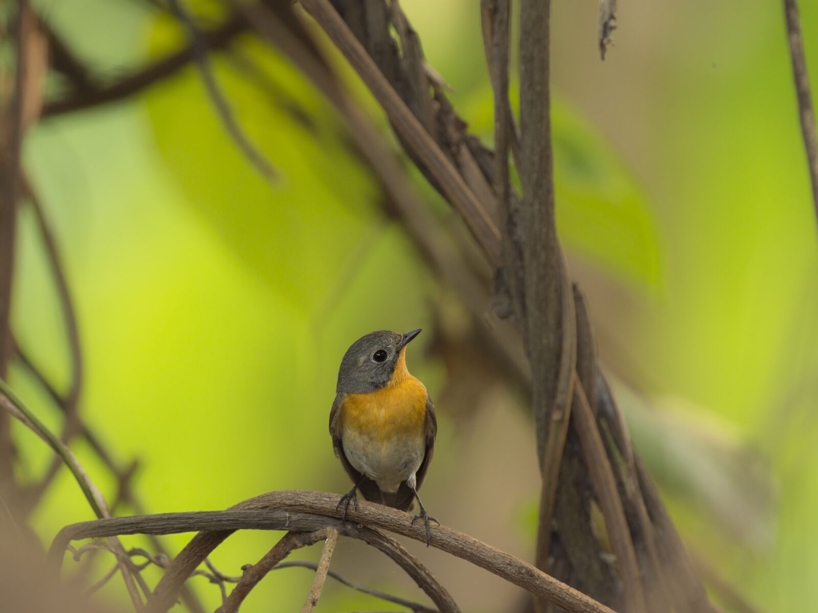 Nikon D7200 sample photo. Mugimaki flycatcher, female mugimaki photography