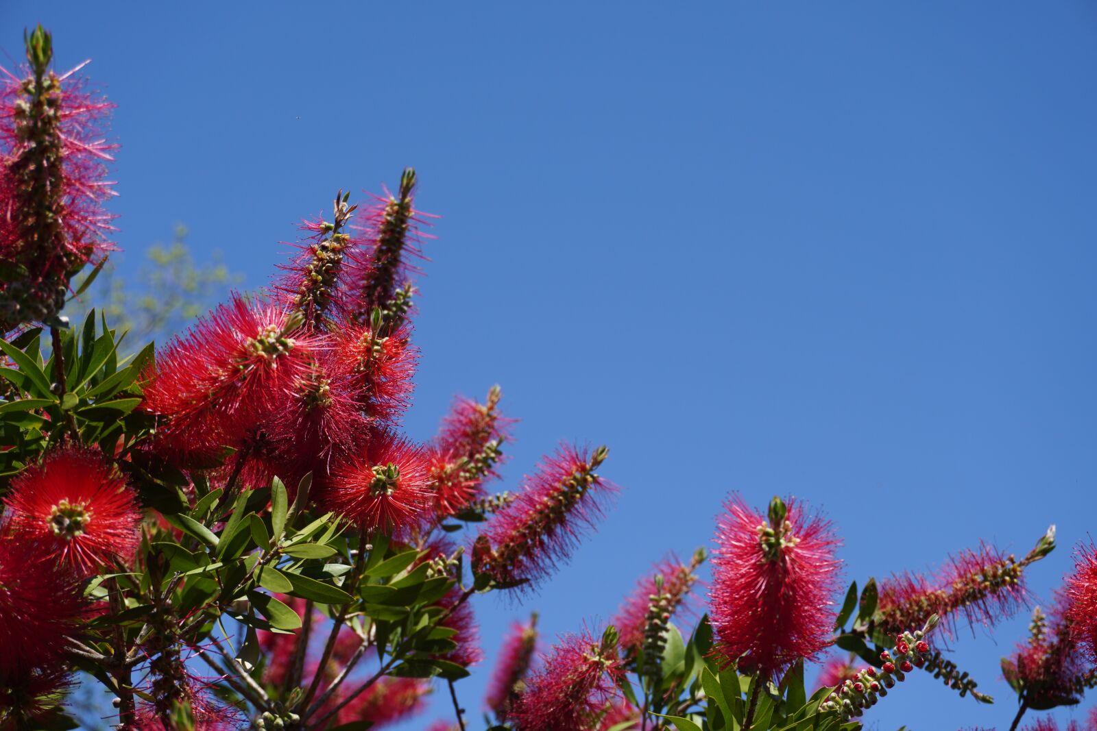 Sony a6400 sample photo. Flowers, plants, red photography