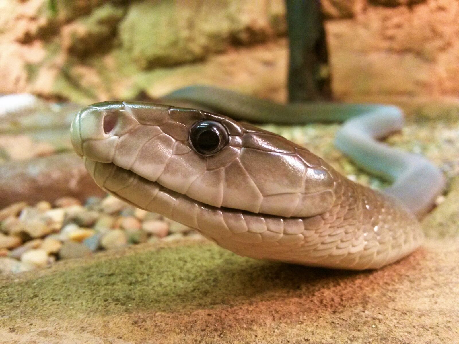Samsung Galaxy S4 Mini sample photo. Snake, animal, head photography