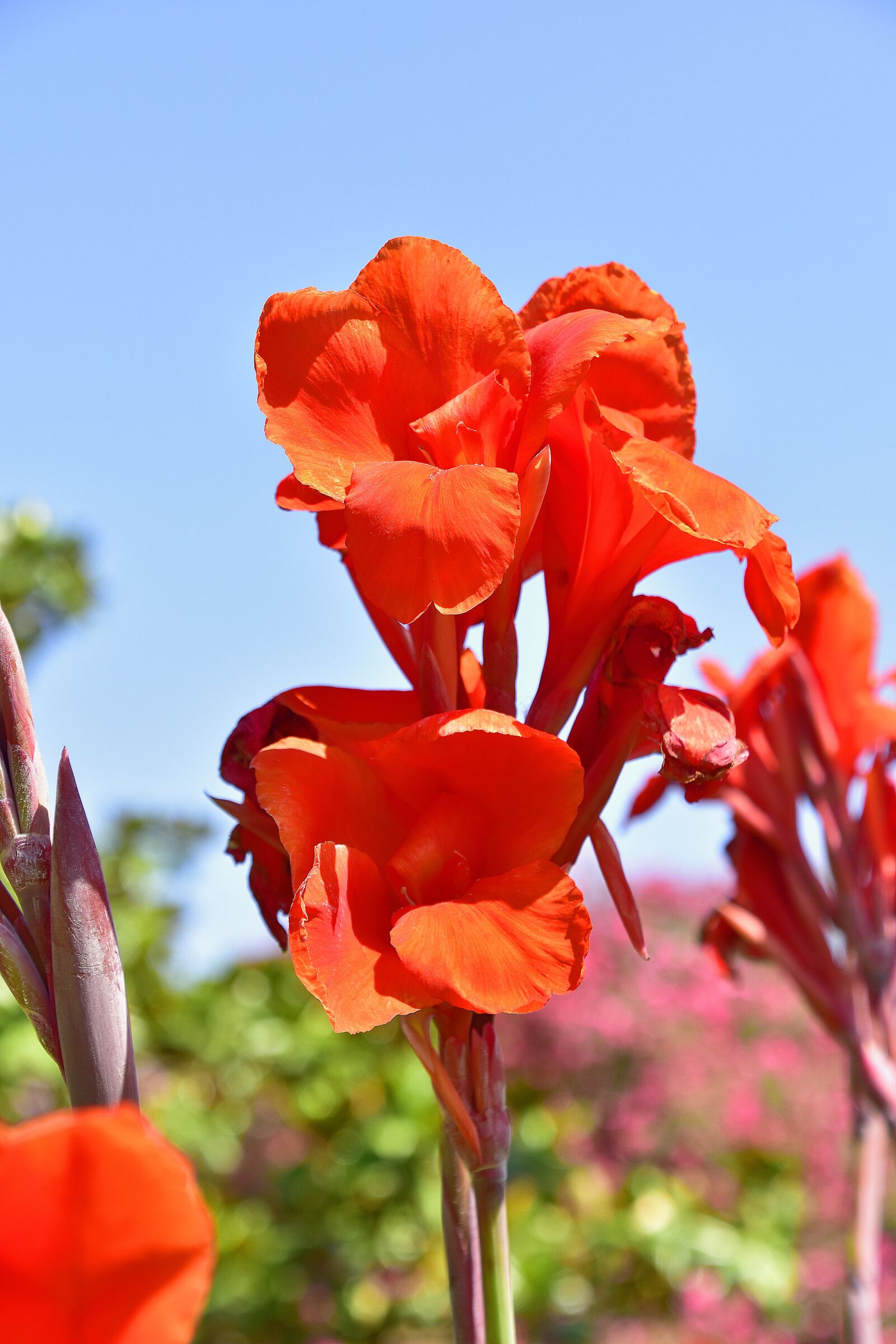 Nikon D7200 sample photo. Flowers, garden, plant photography