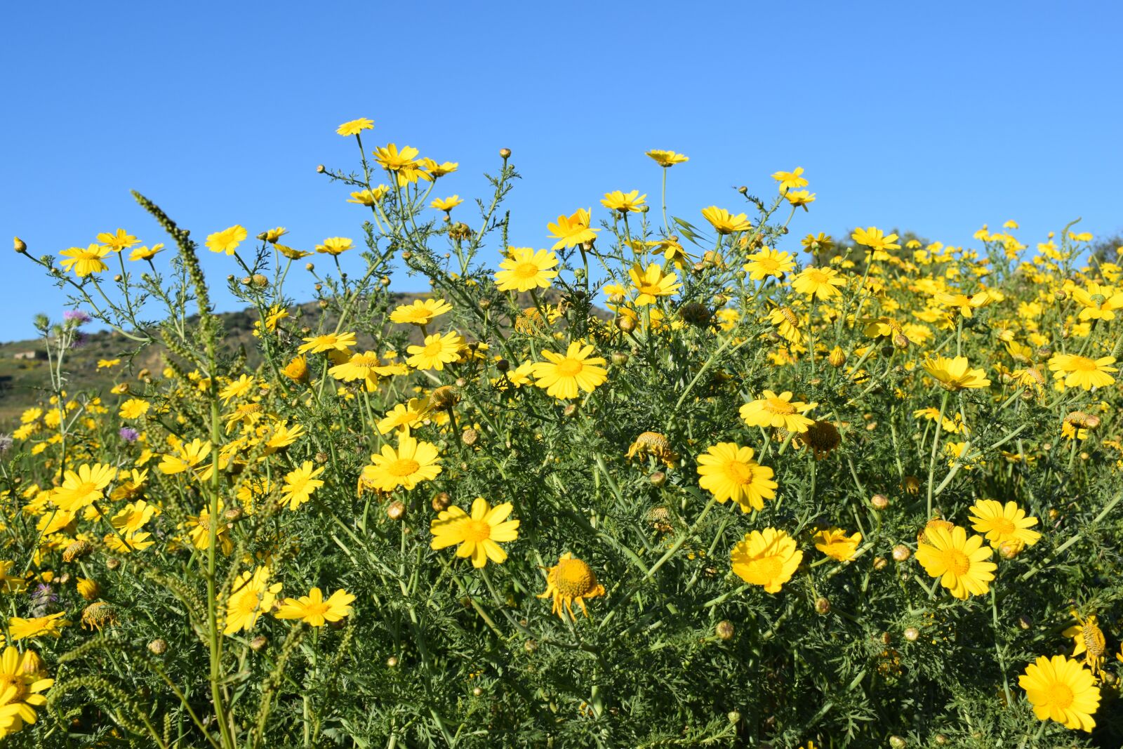 Nikon D3300 sample photo. Nature, flower, summer photography