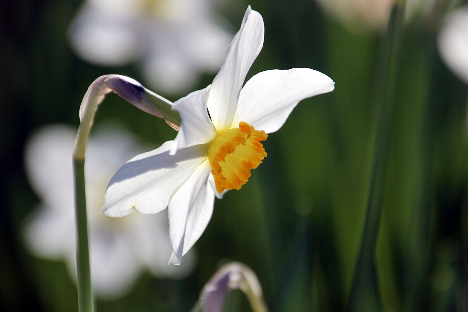 Canon EOS 600D (Rebel EOS T3i / EOS Kiss X5) sample photo. Spring, flower, orange photography
