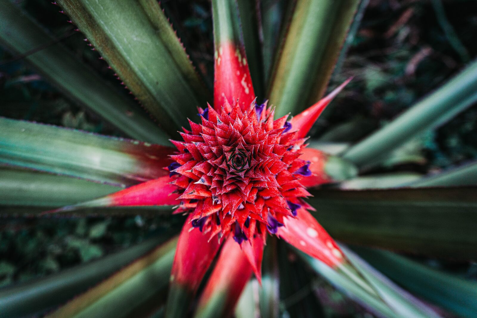 Sony a6000 sample photo. Floral, green, nature photography