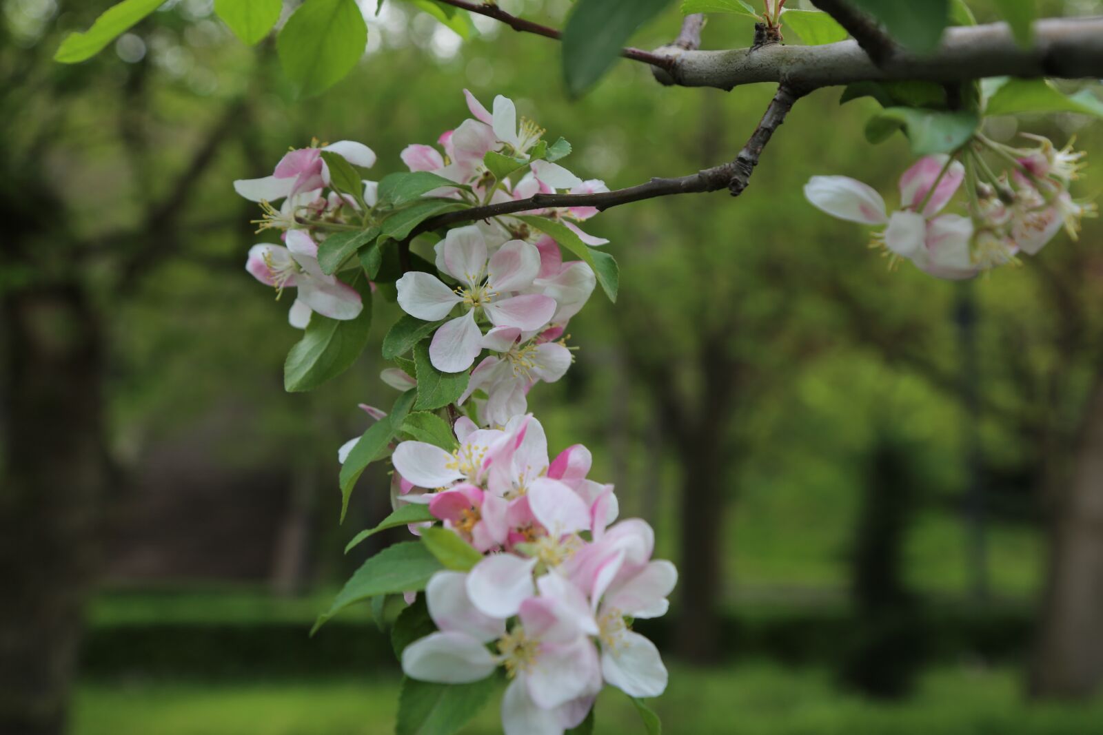 Canon EF 24-105mm F4L IS USM sample photo. Flower, tree, nature photography