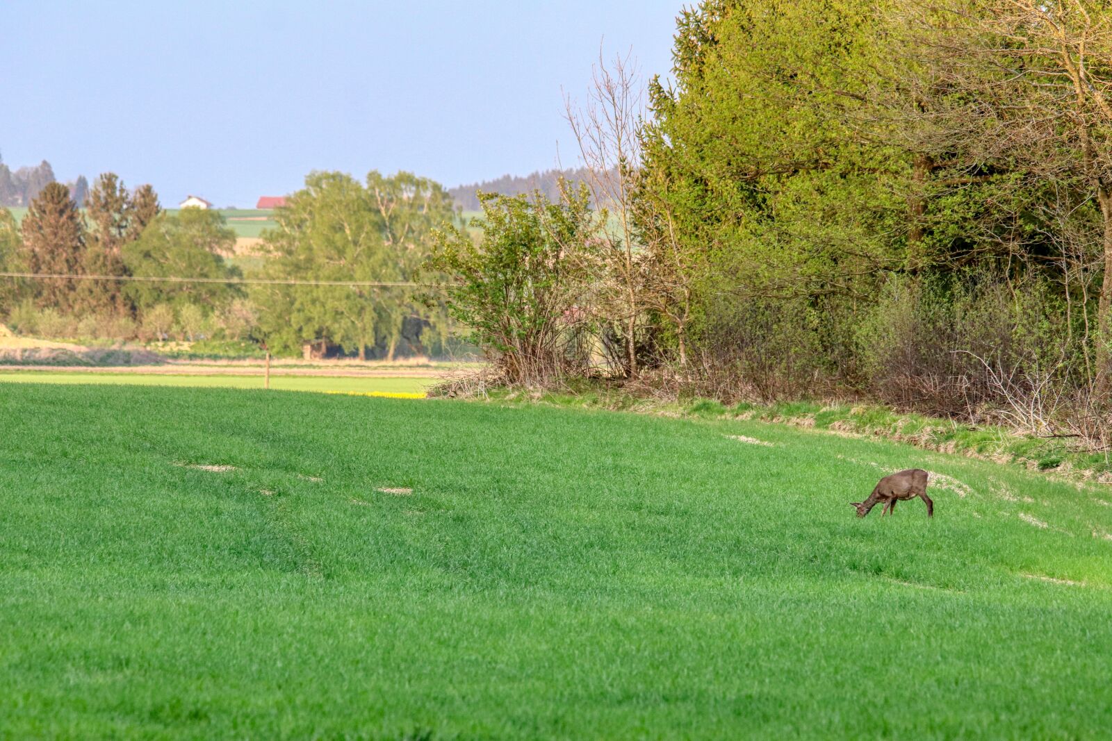 Canon EOS 80D sample photo. Roe deer, animal, nature photography