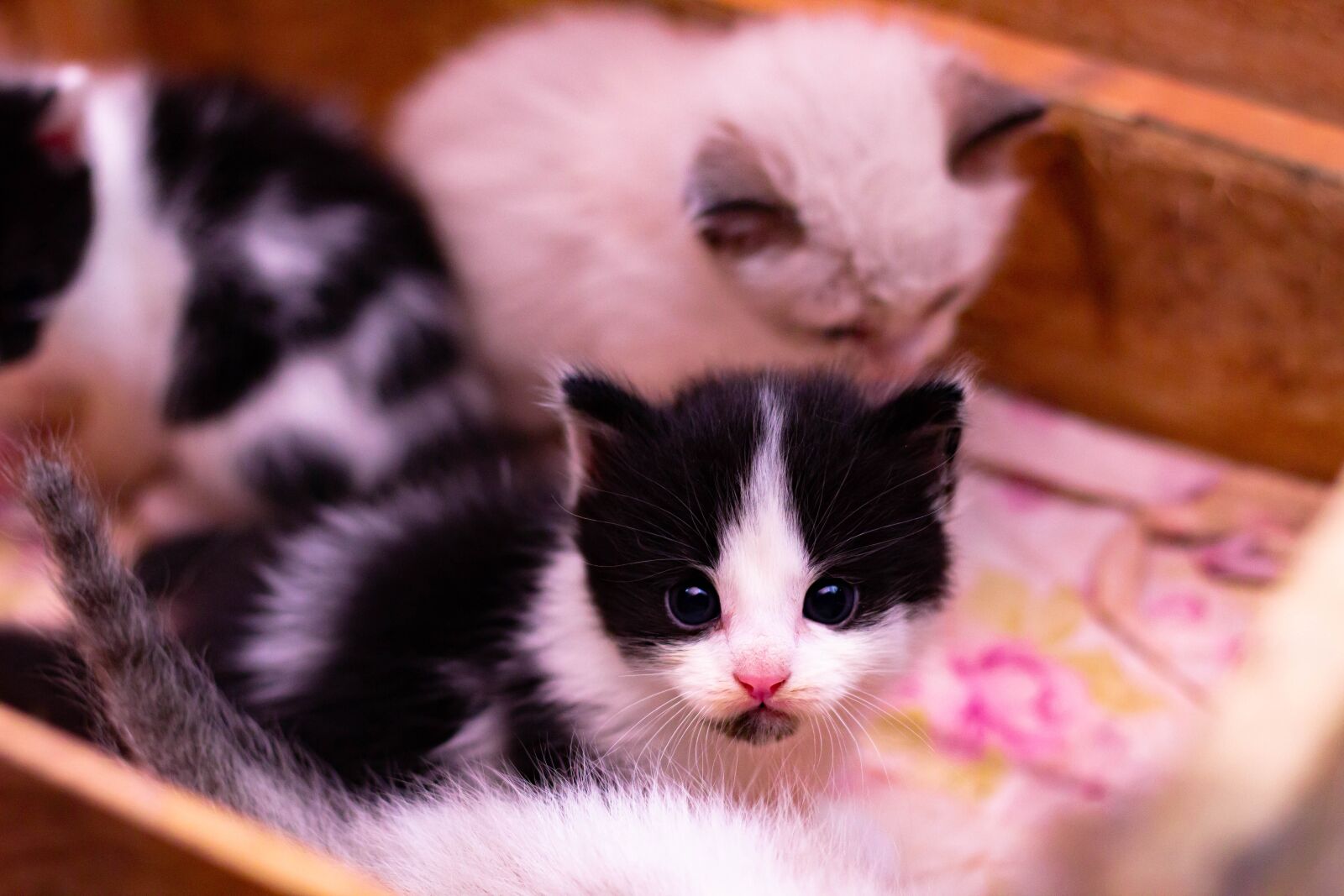 Canon EOS 1200D (EOS Rebel T5 / EOS Kiss X70 / EOS Hi) + Canon EF 50mm F1.8 II sample photo. Cat, baby, kitten photography