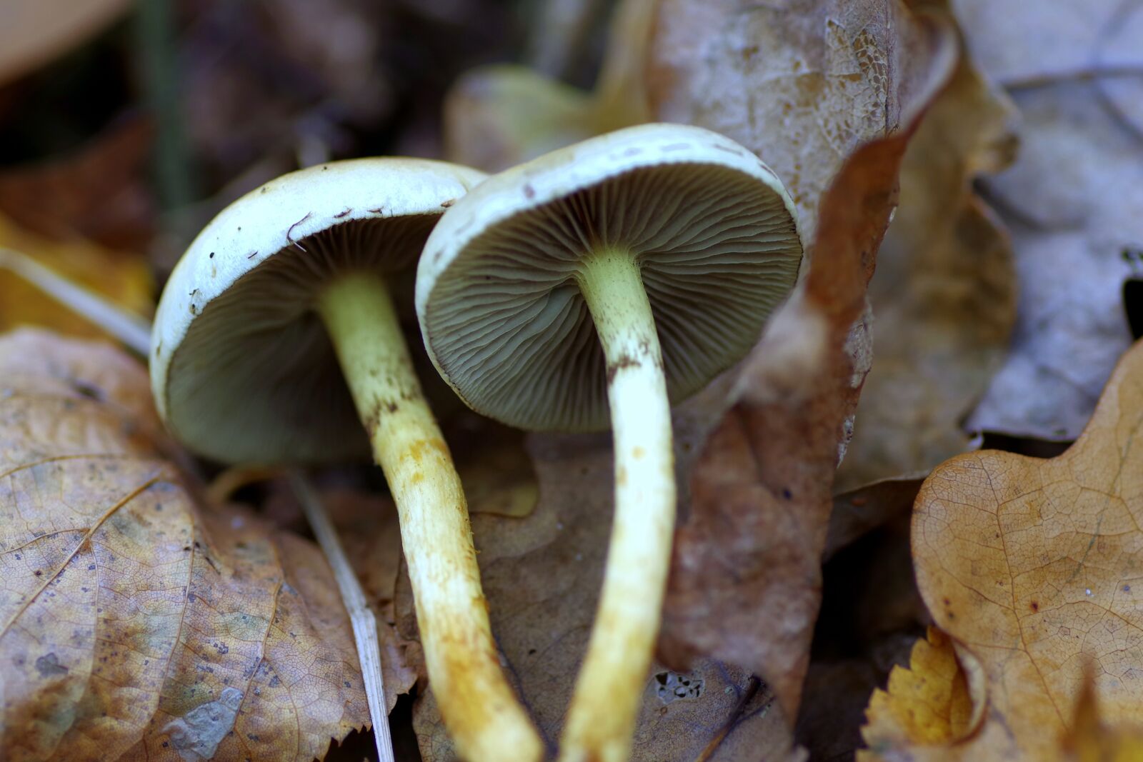 Pentax K-S2 sample photo. Mushrooms, the collection of photography