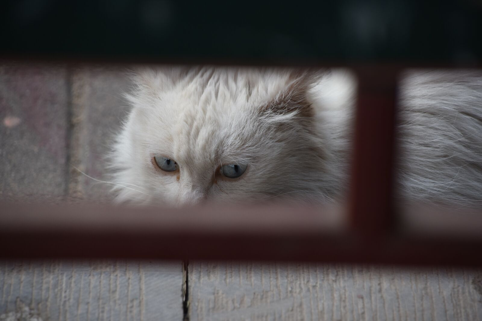 Nikon D7200 sample photo. Cat, cute, summer photography