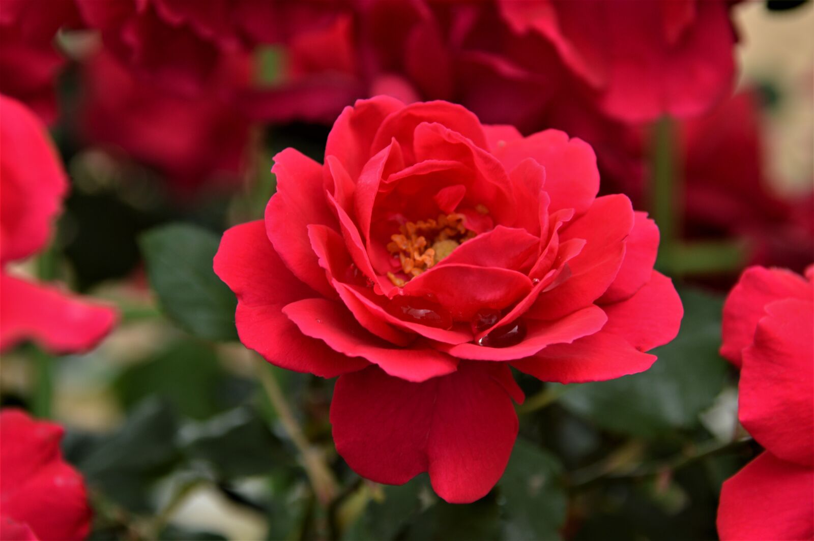 Nikon D3200 sample photo. Rose, flowers photography