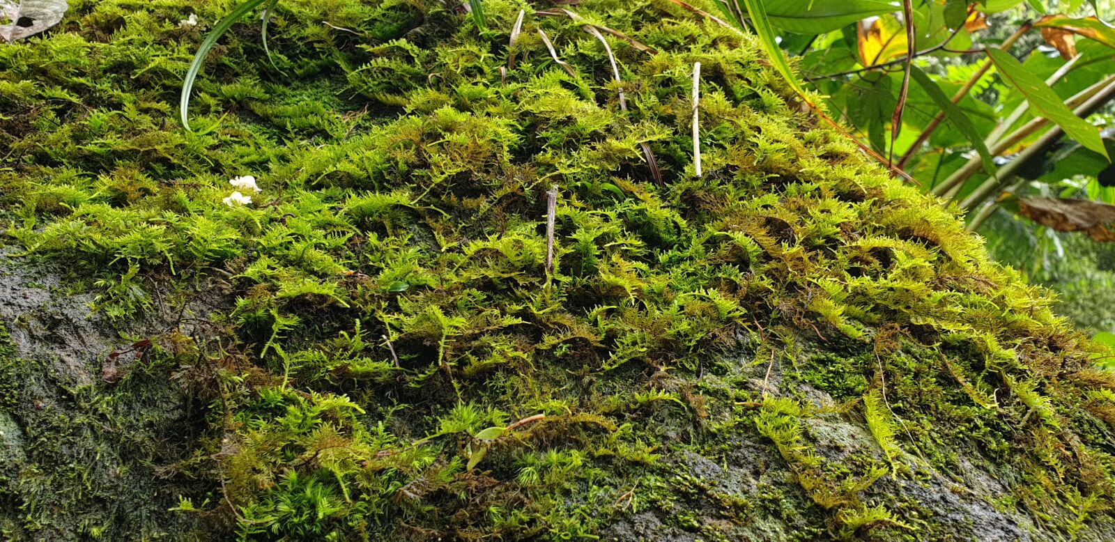 Samsung Galaxy Note9 sample photo. Mountain, stream, scenery photography