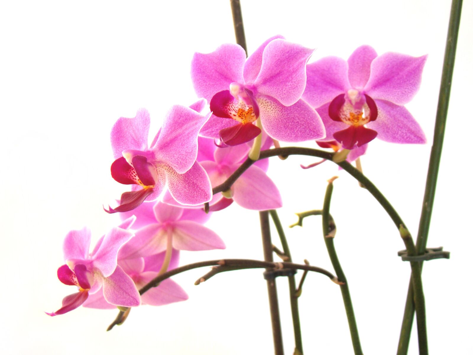 Sony Cyber-shot DSC-H50 sample photo. Flower, flora, nature photography