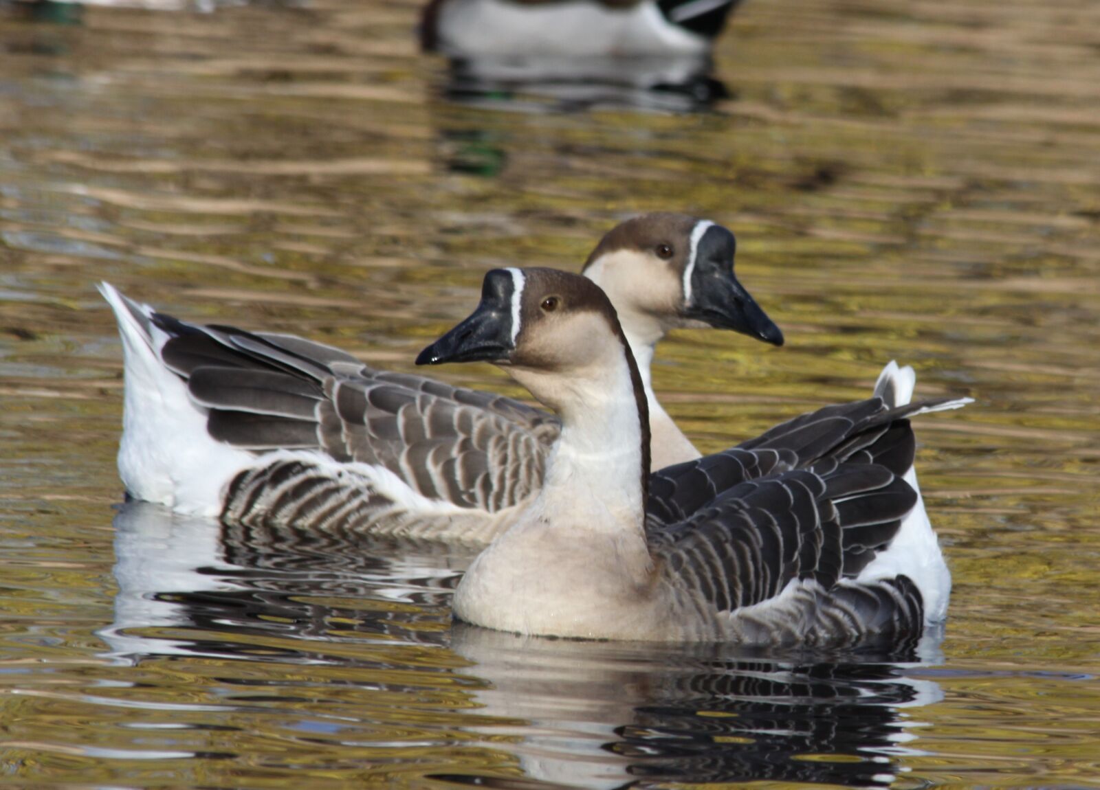 Canon EOS 50D sample photo. Two, swans, one in photography
