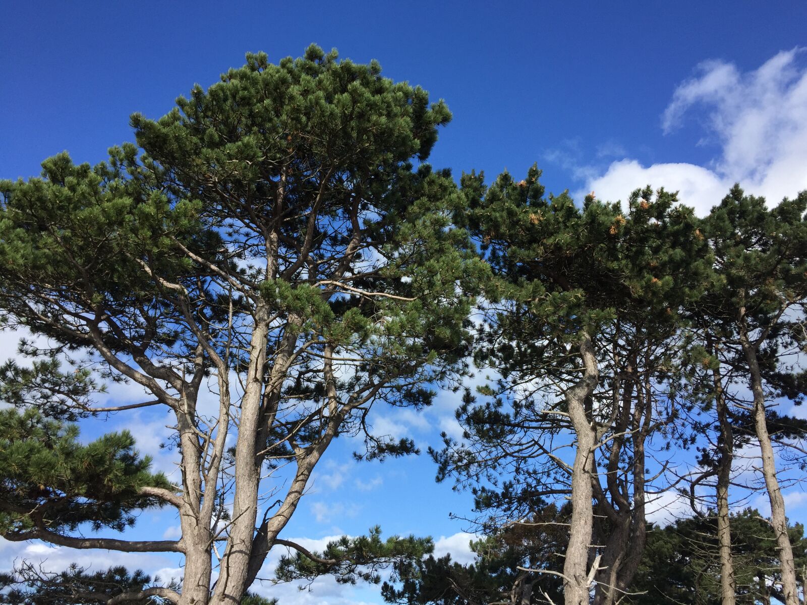 iPhone 6 back camera 4.15mm f/2.2 sample photo. Summer, pine trees, guy photography