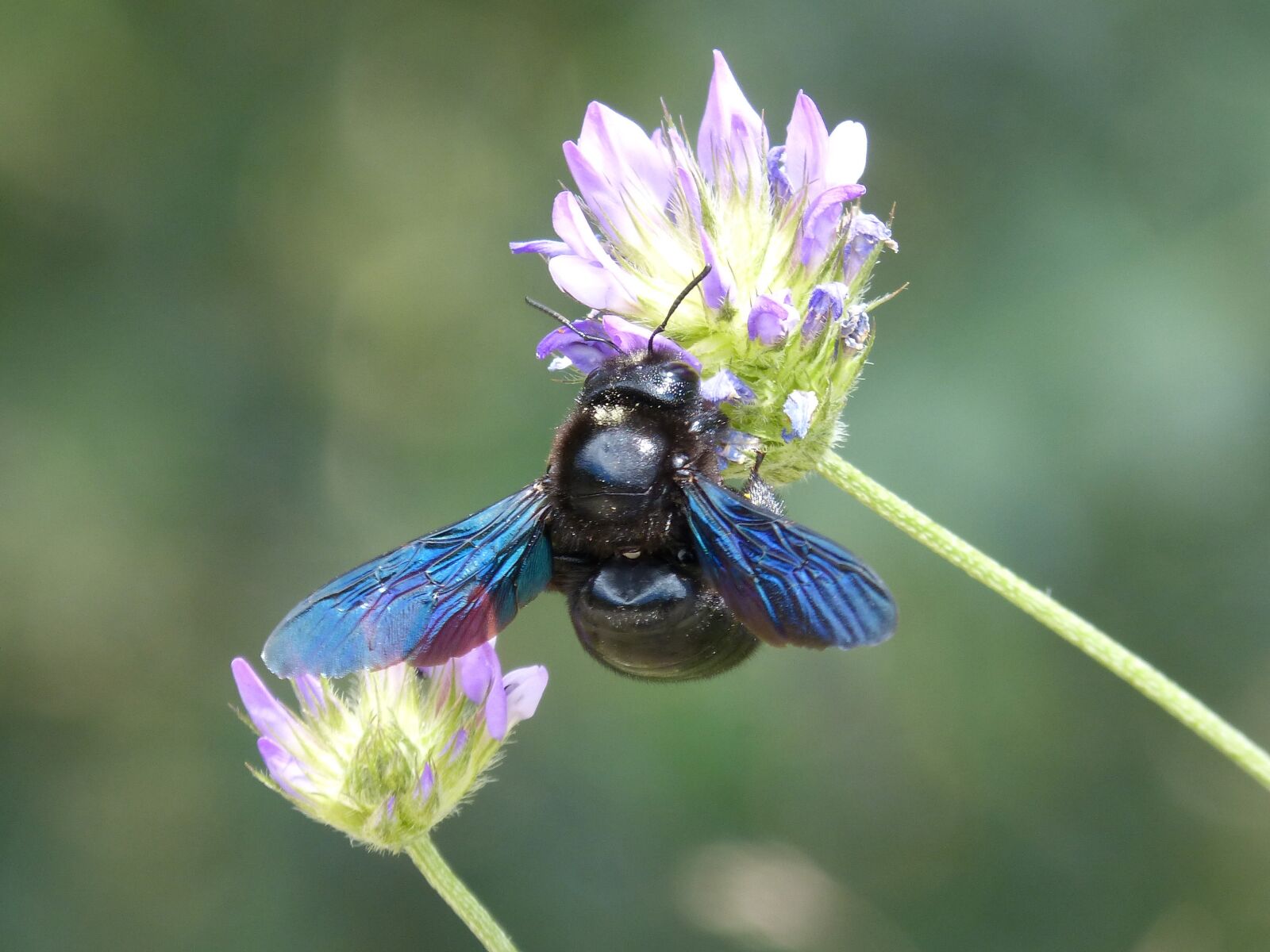 Panasonic DMC-FZ62 sample photo. Xilocopa violet, bumblebee carpenter photography