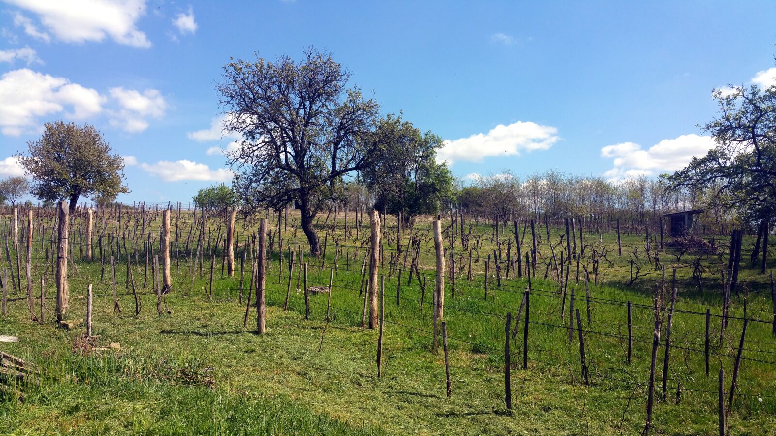 Samsung Galaxy Note4 sample photo. Grape, garden, nature photography