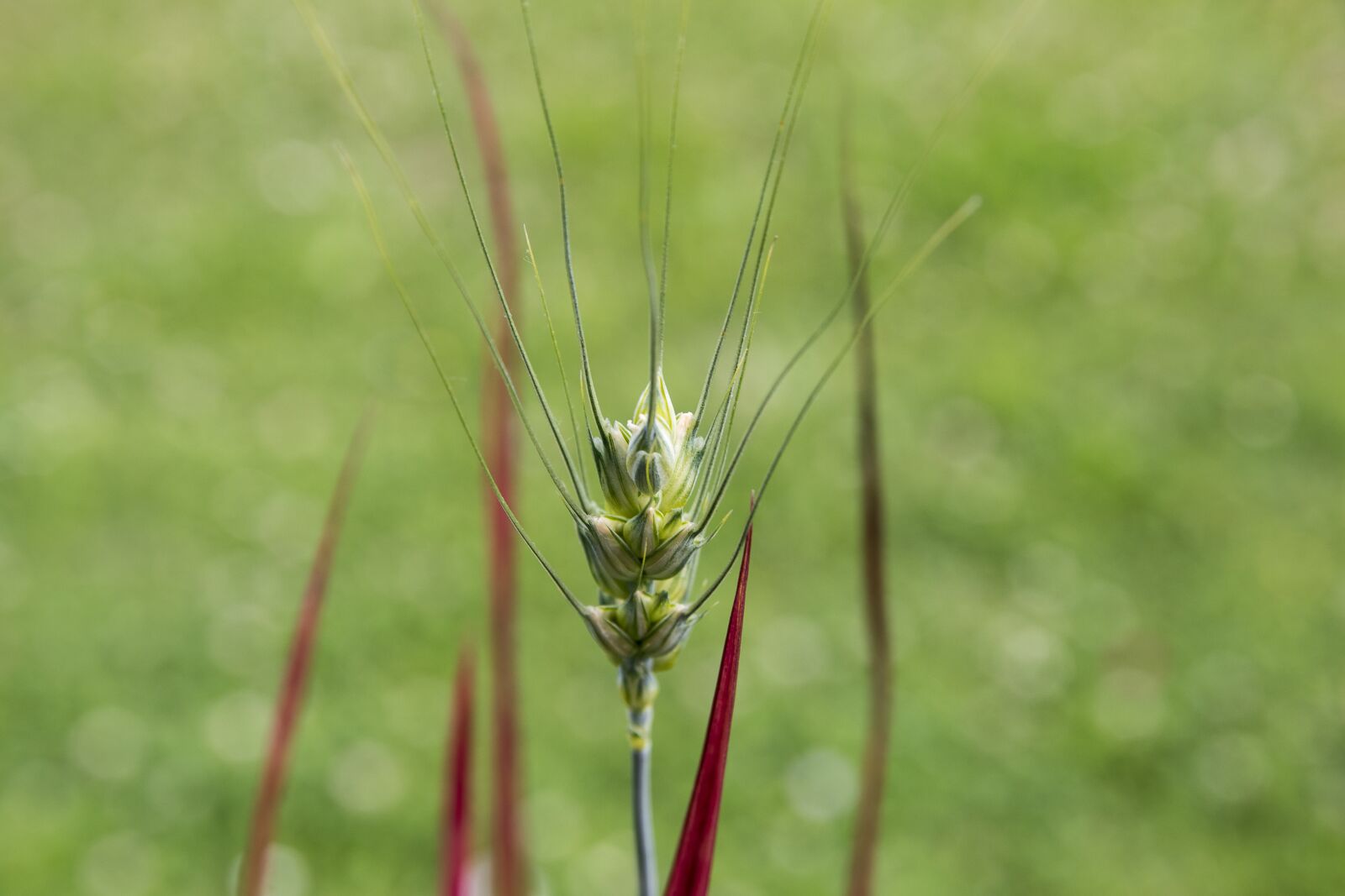 Canon EOS 80D sample photo. Barley, plant, crop photography