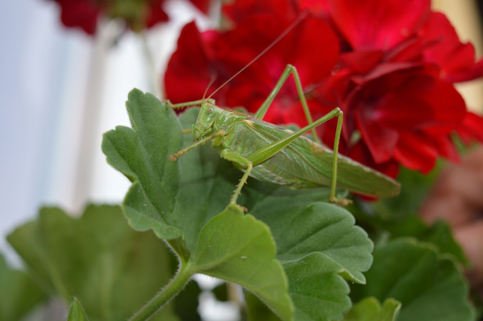 Nikon D3200 sample photo. Grasshoppers, green grasshopper, insect photography