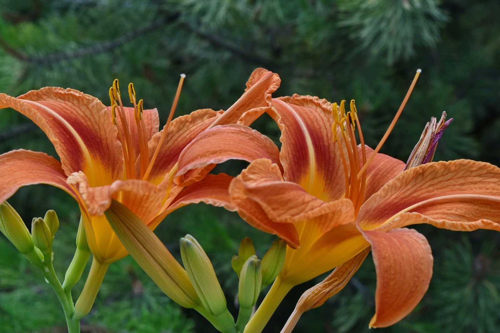 Nikon D5500 sample photo. Colour, details, environment, horticulture photography